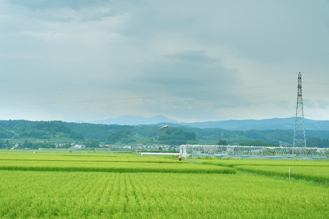 โดรนเกษตรทำงานอยู่เหนือแปลงนาข้าว