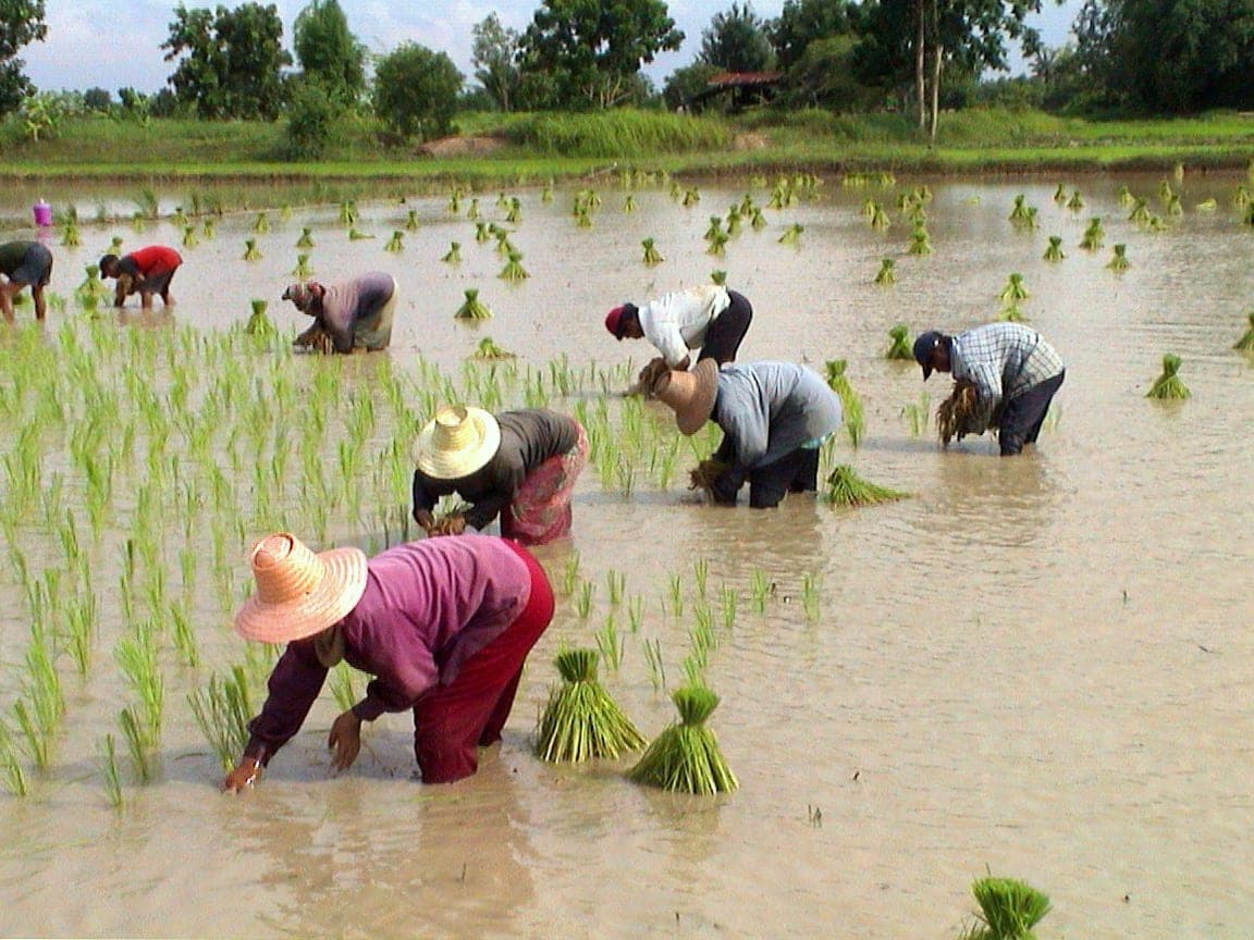 เกษตรกรกำลังทำงานในแปลงนาในประเทศไทย